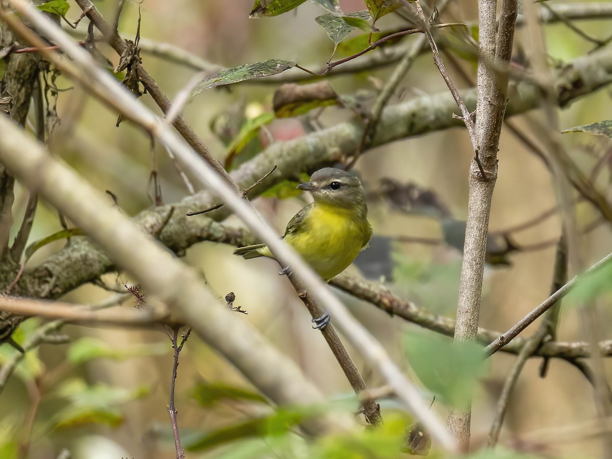 Philadelphia Vireo - ML642398271