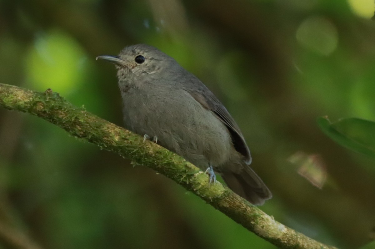 Unicolored Antwren - ML642398291