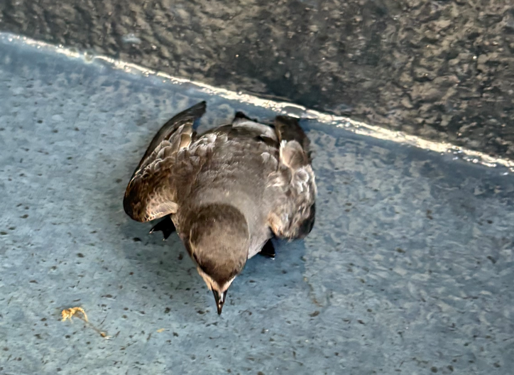 Gray-backed Storm-Petrel - ML642398292