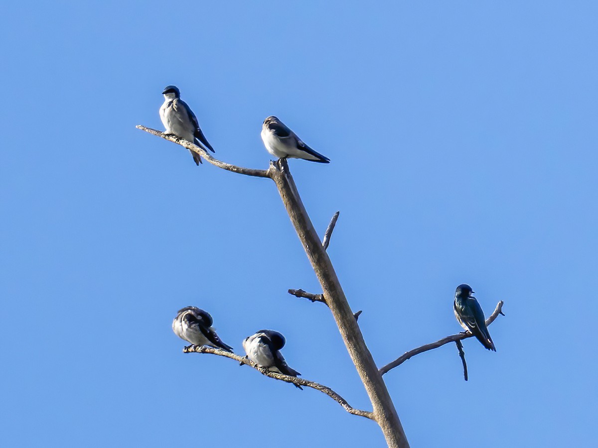 Tree Swallow - ML642398294
