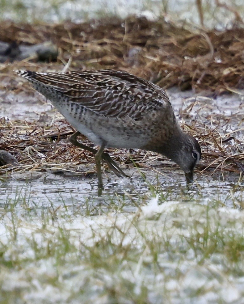Short-billed Dowitcher - ML642398300