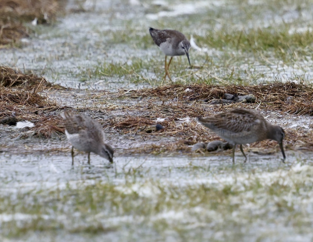 Short-billed Dowitcher - ML642398301
