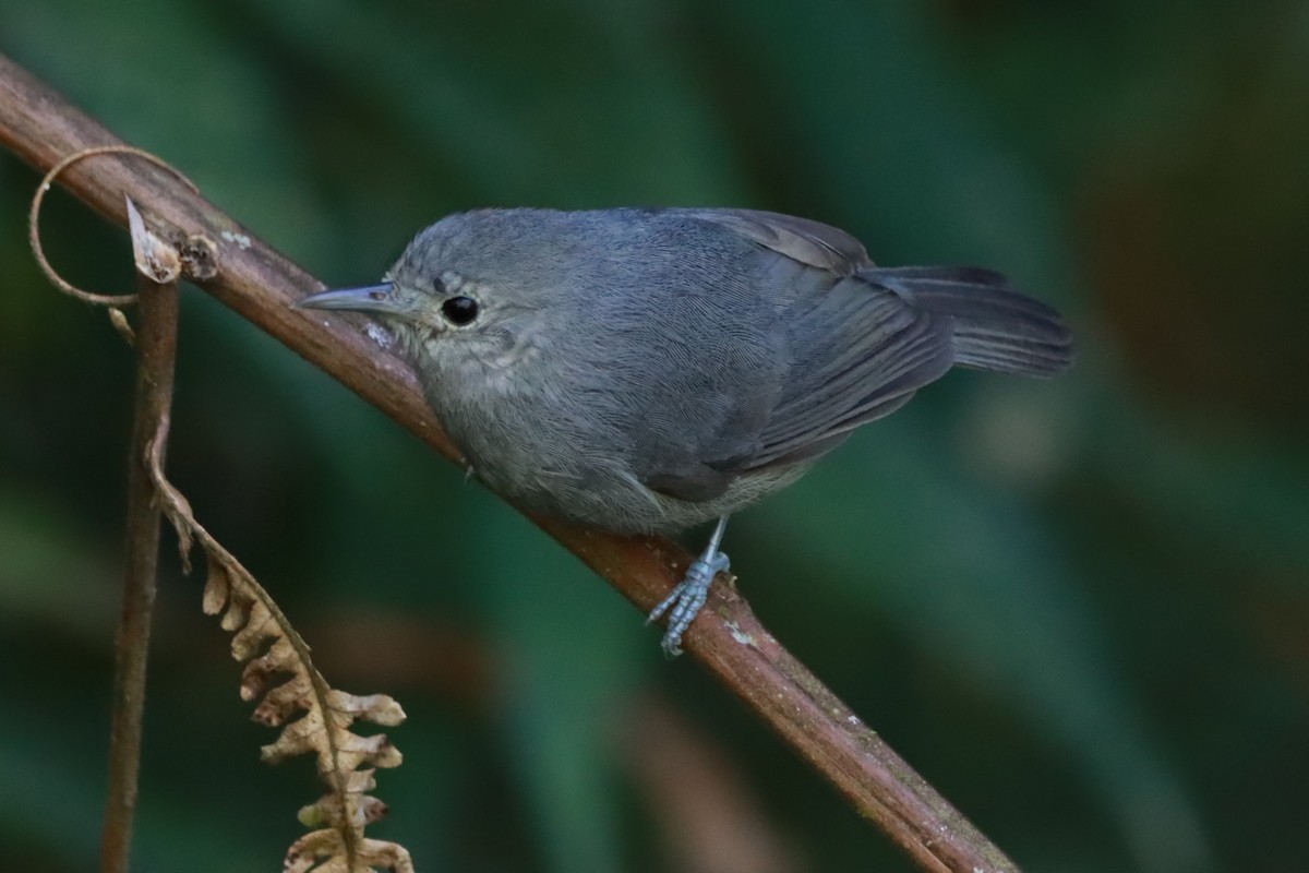 Unicolored Antwren - ML642398305