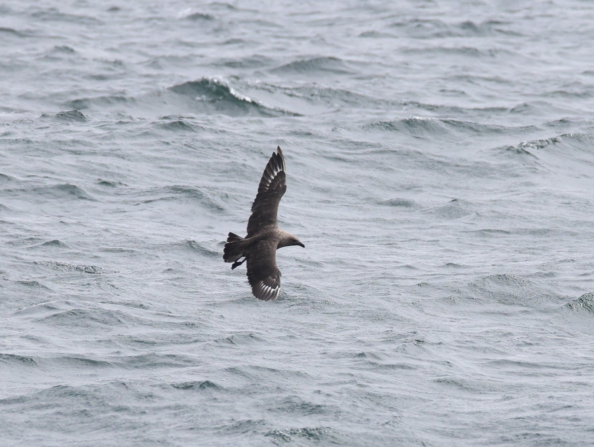 South Polar Skua - ML642398317