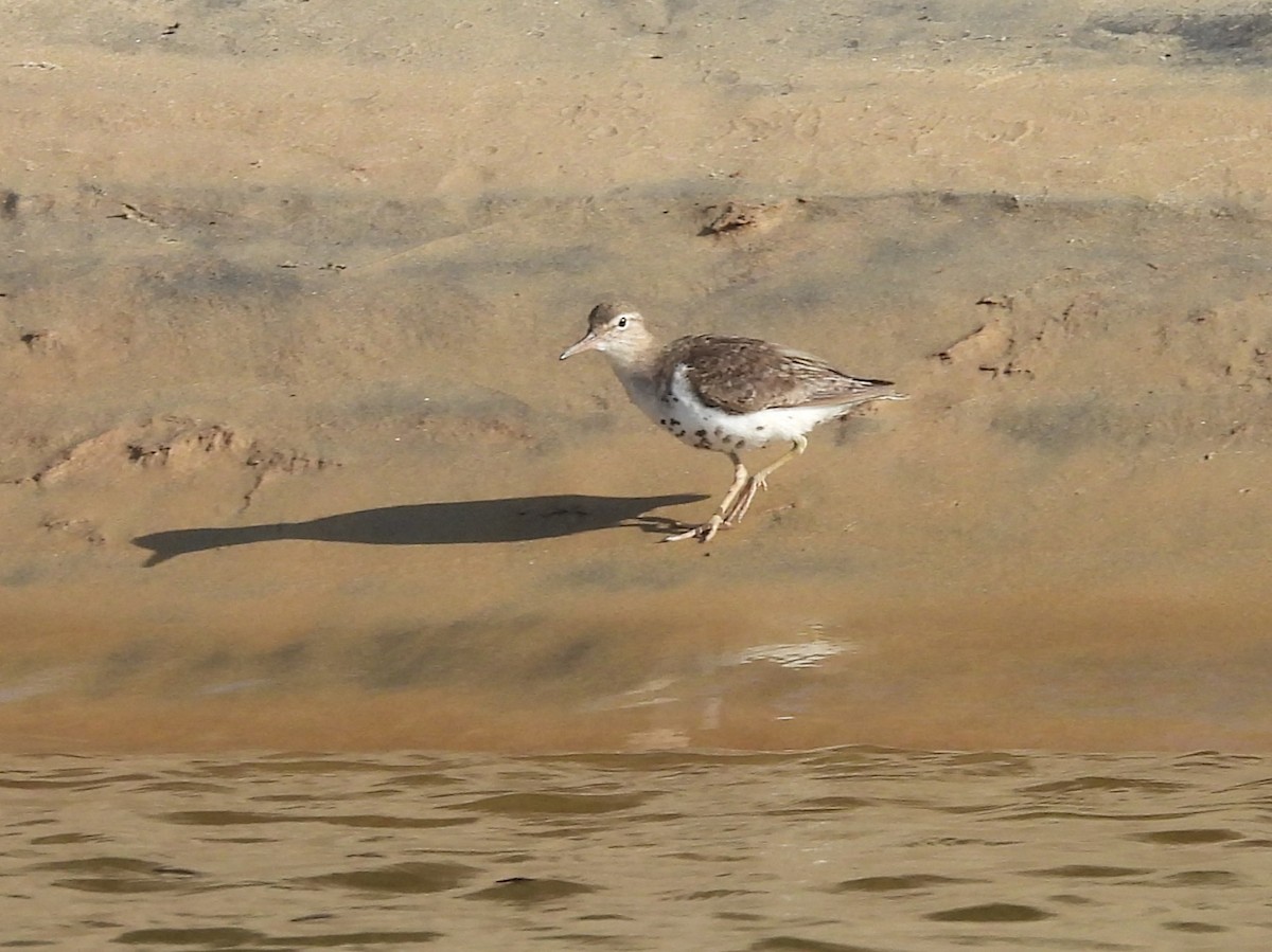 flekksnipe - ML642398373