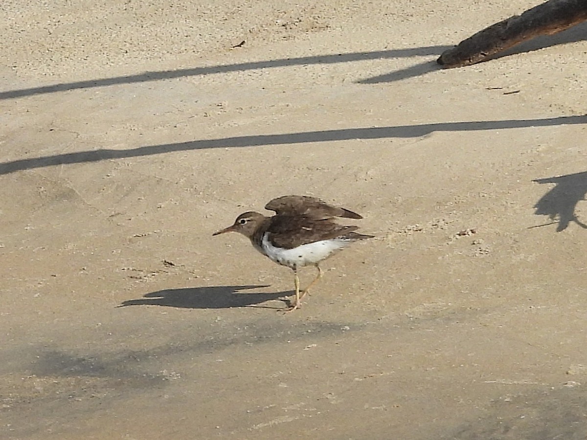 flekksnipe - ML642398374