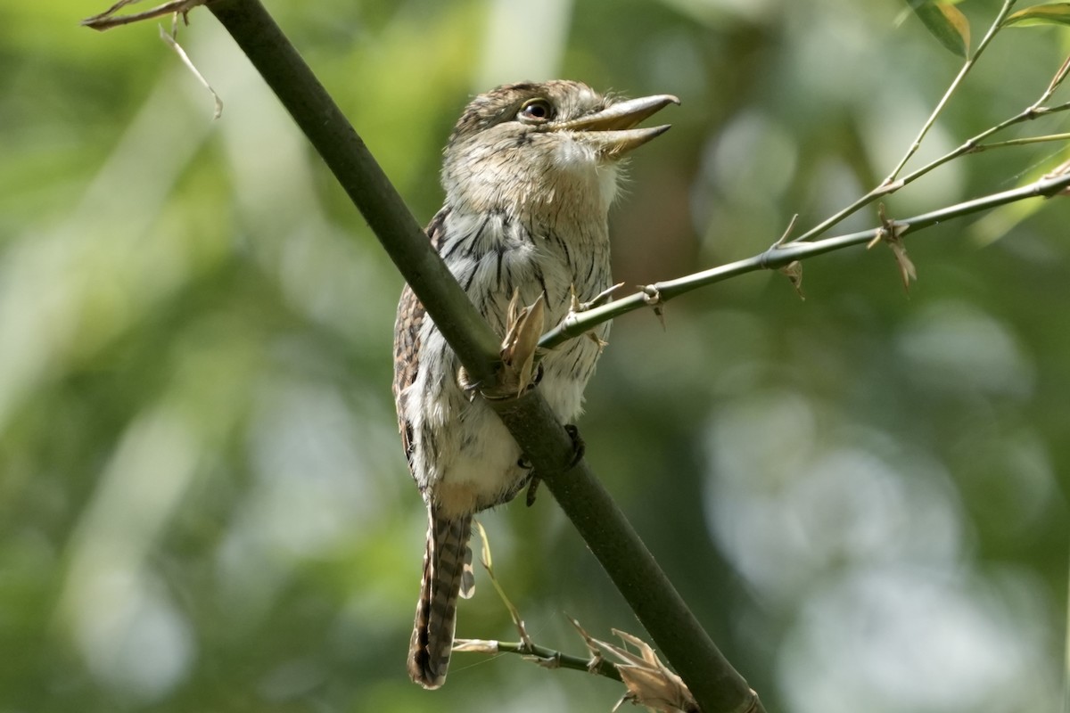 Western Striolated-Puffbird - ML642398396