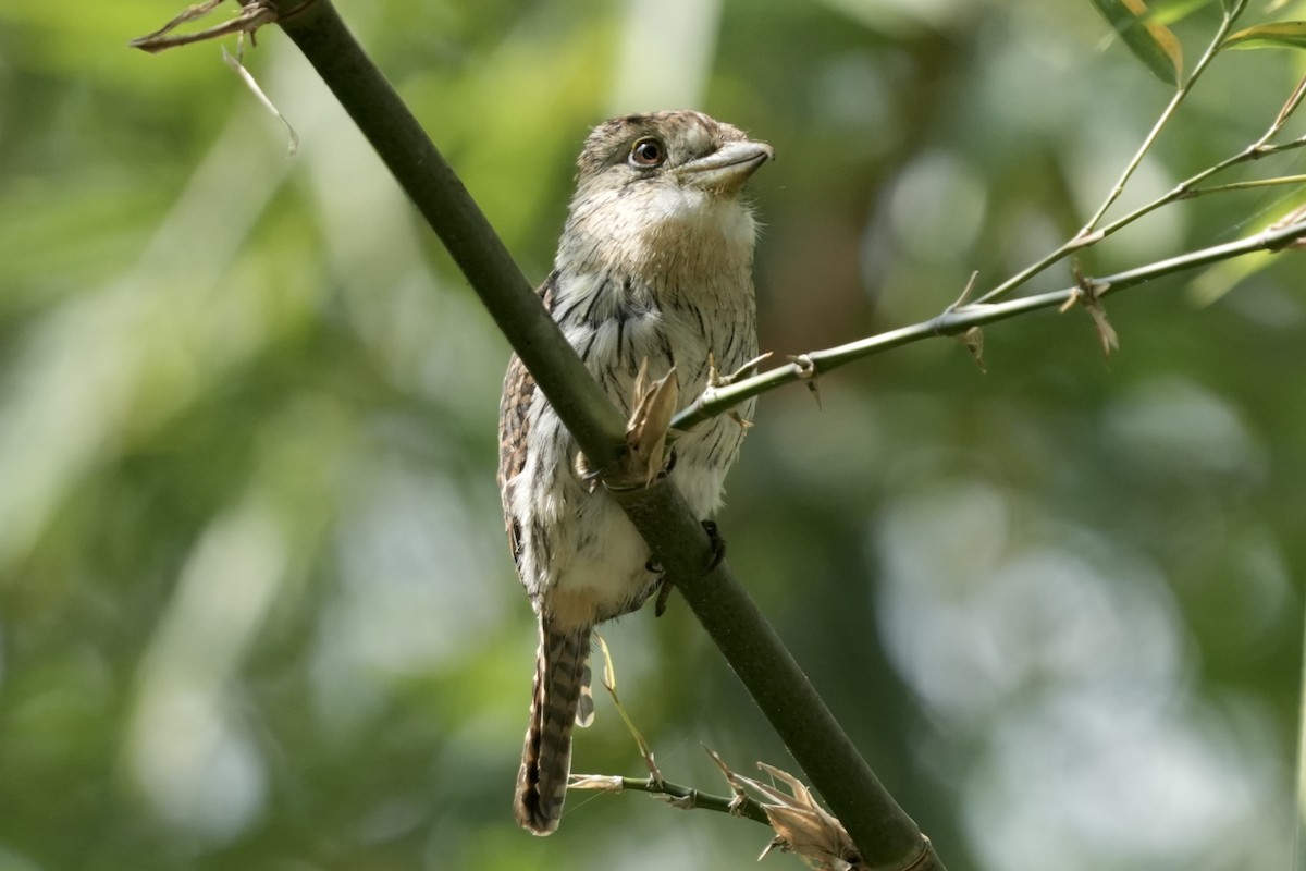 Western Striolated-Puffbird - ML642398397