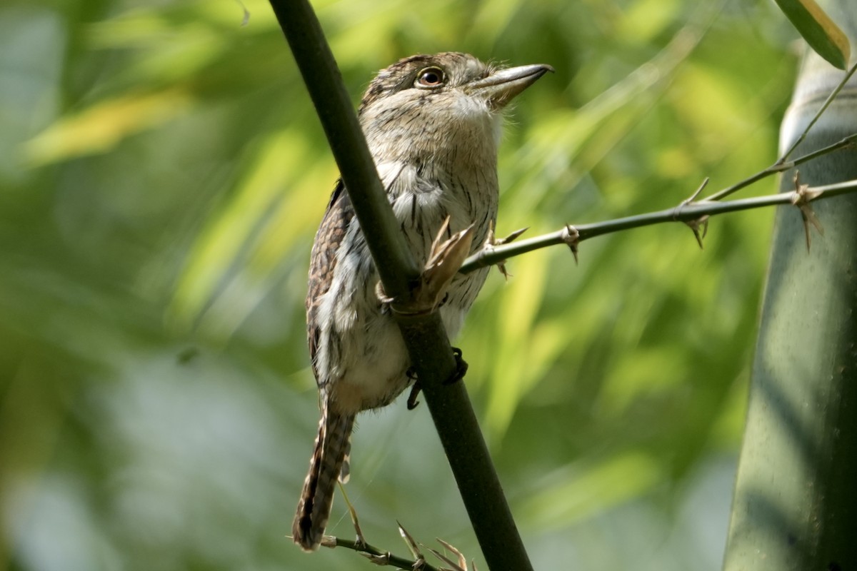 Western Striolated-Puffbird - ML642398398