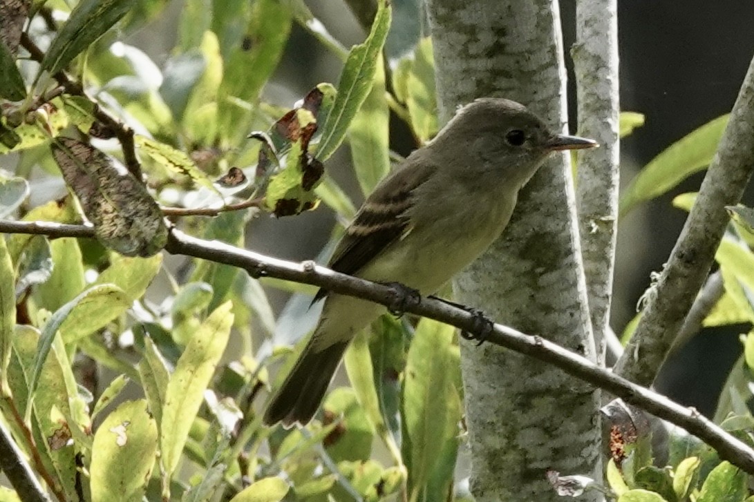 Willow Flycatcher - ML642398432