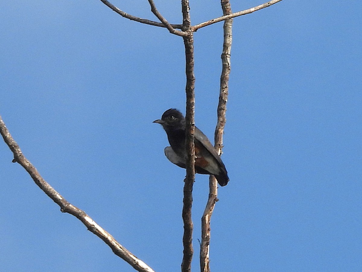 Swallow-winged Puffbird - ML642398439