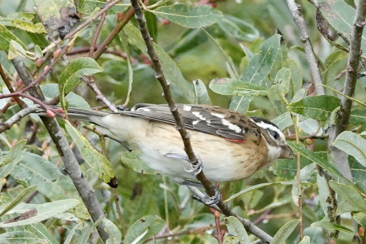 Rose-breasted Grosbeak - ML642398441