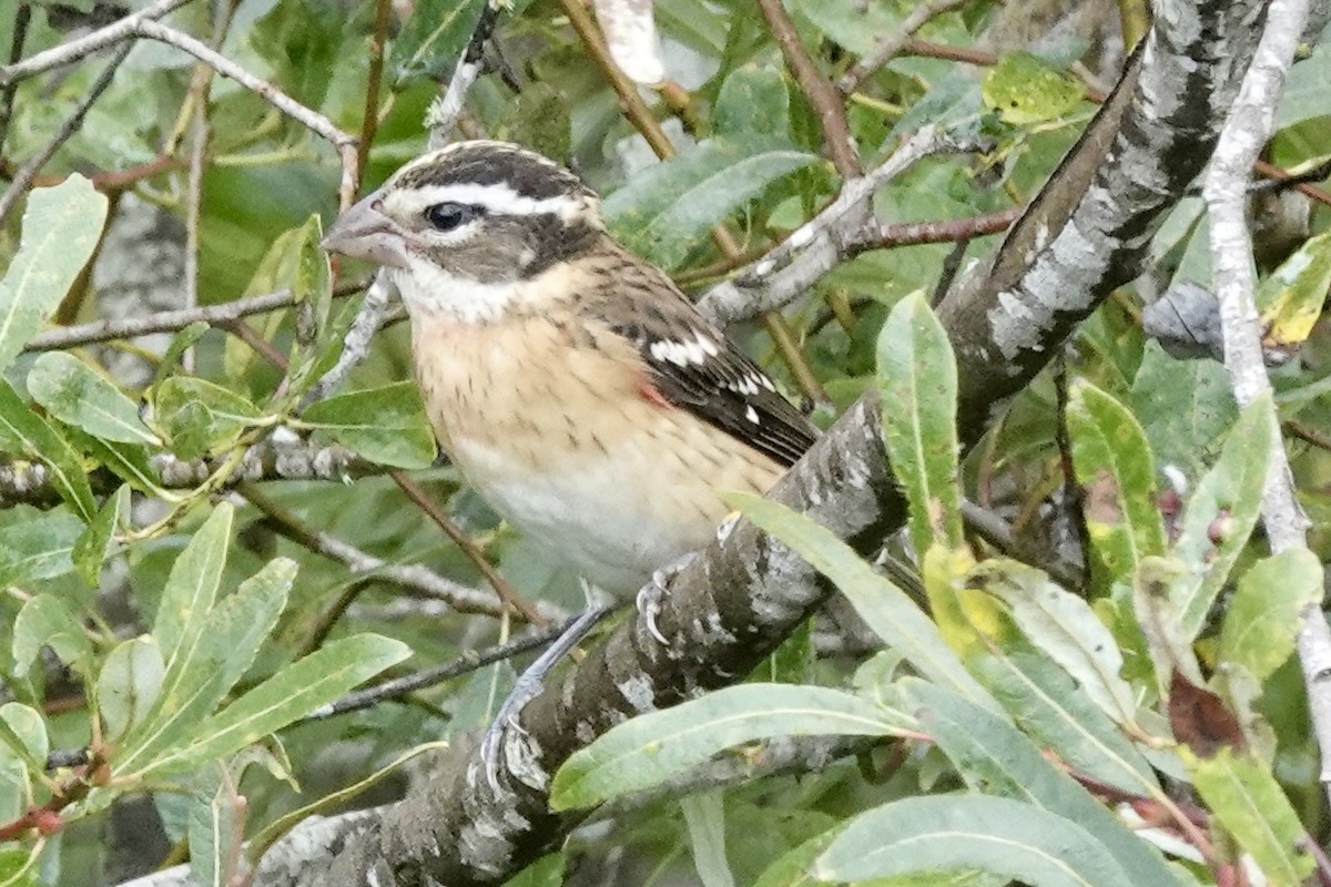 Rose-breasted Grosbeak - ML642398443