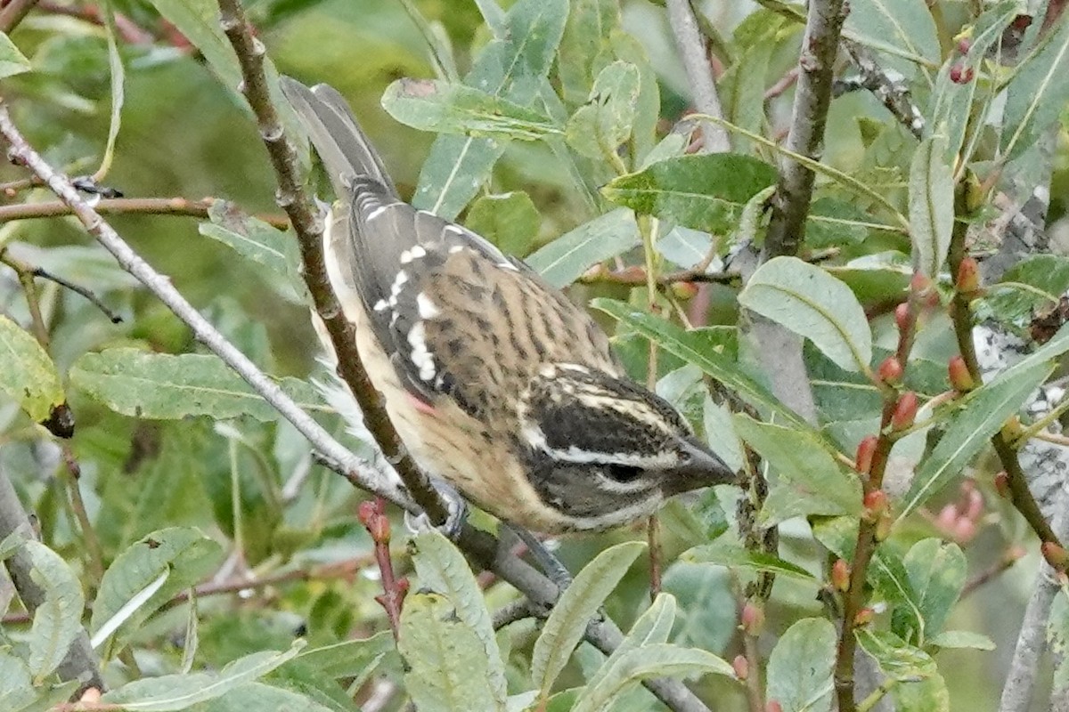 Rose-breasted Grosbeak - ML642398444