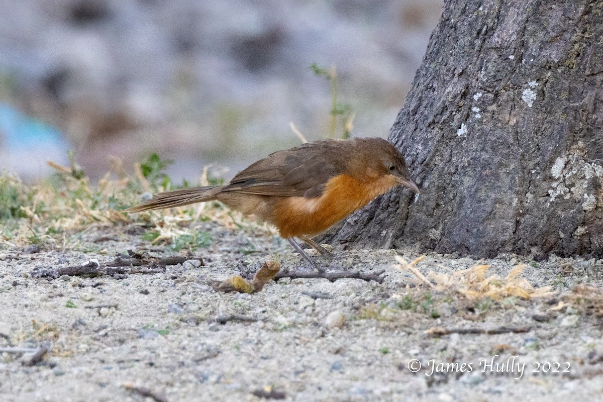 Rufous Chatterer - ML642398447