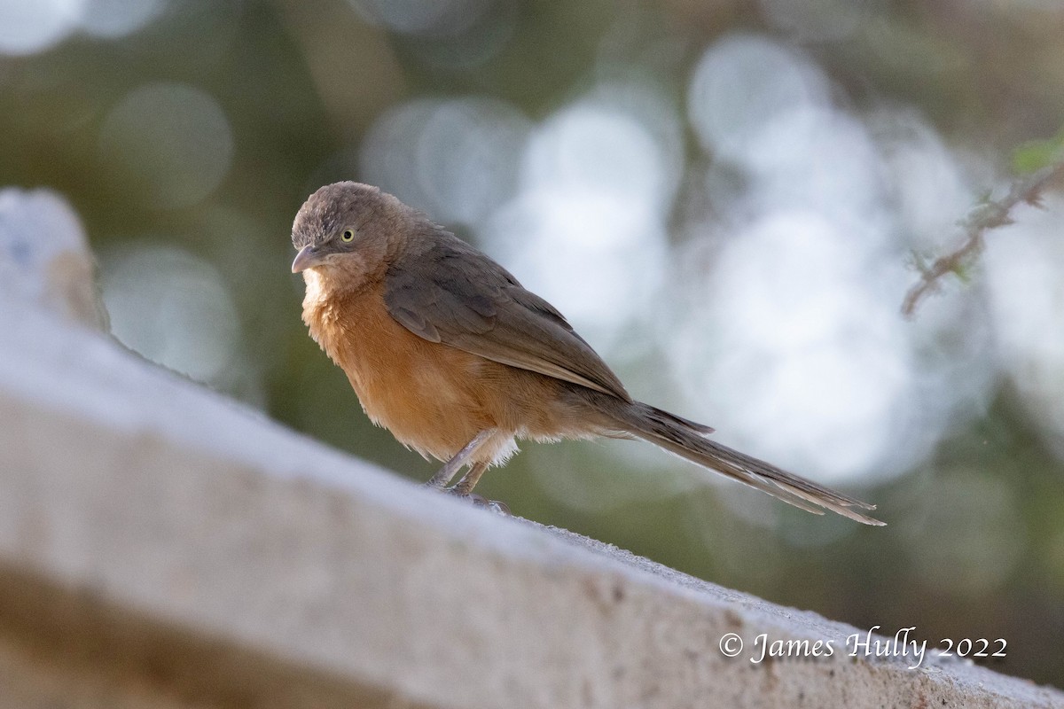 Rufous Chatterer - ML642398448