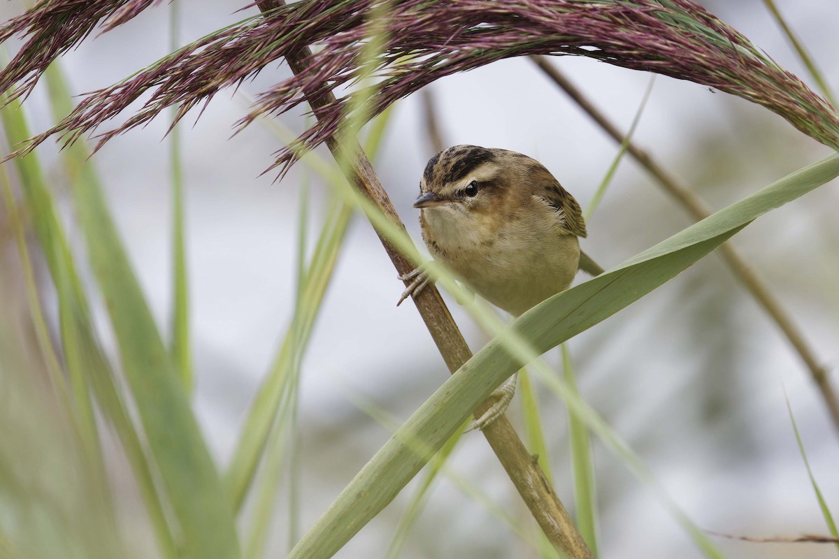 Sedge Warbler - ML642398458
