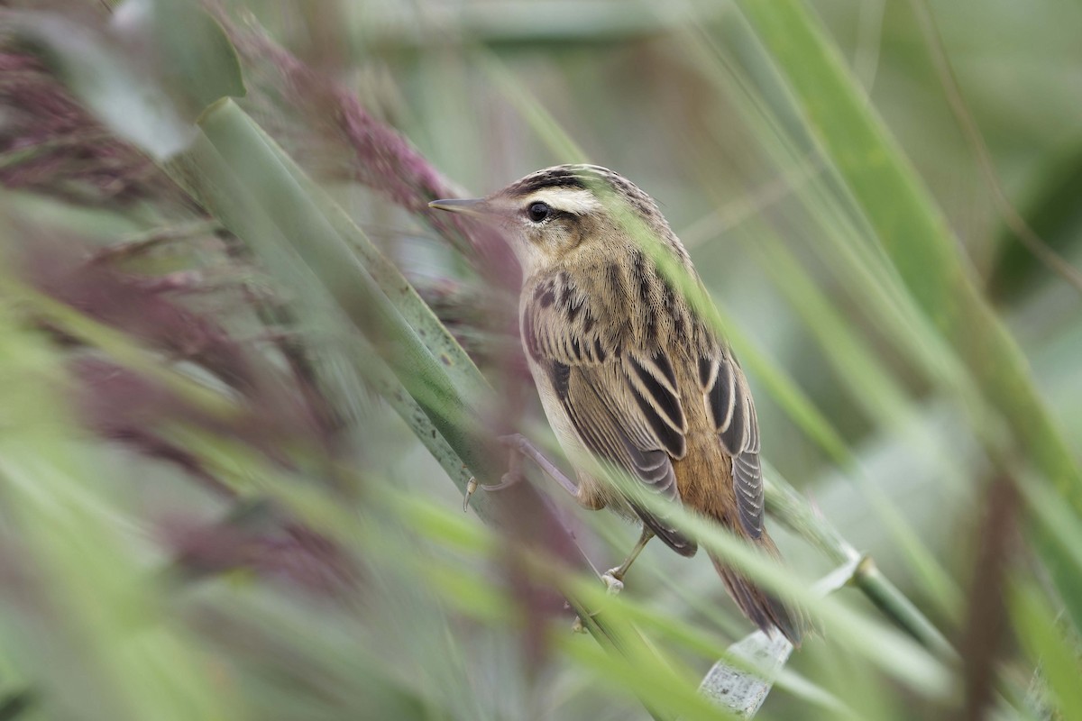 Sedge Warbler - ML642398459