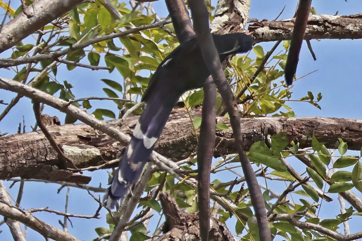Common Scimitarbill - ML642398461
