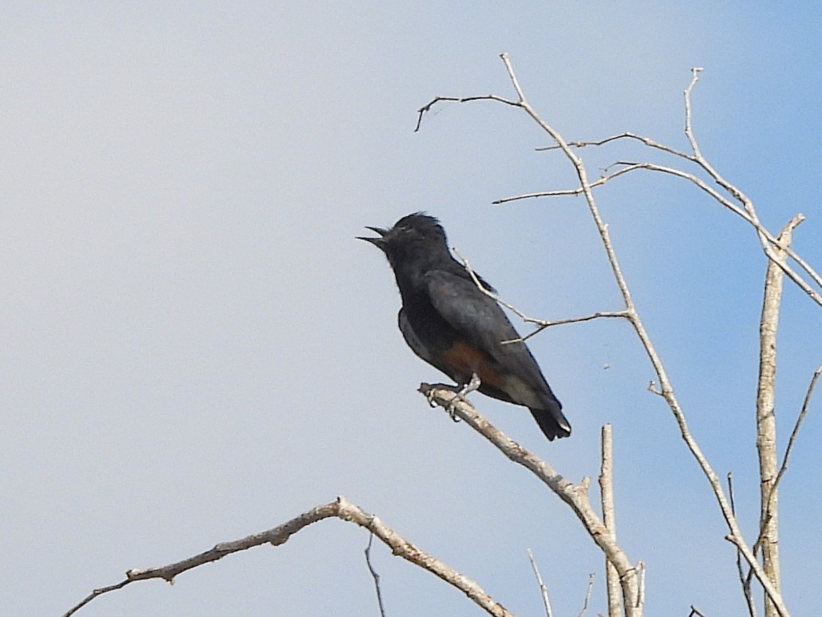 Swallow-winged Puffbird - ML642398498