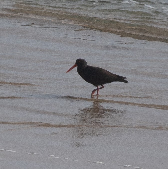 Sooty Oystercatcher - ML642398545
