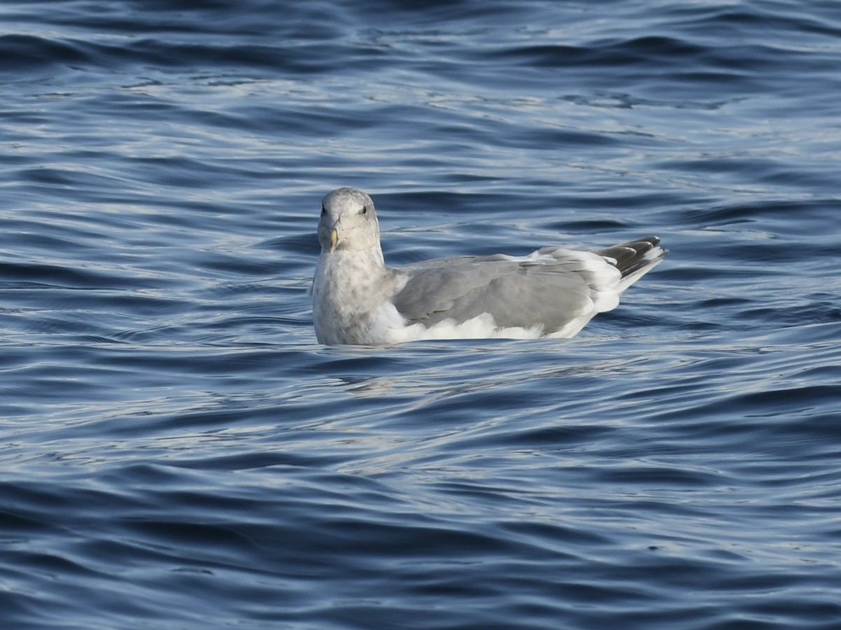 Western x Glaucous-winged Gull (hybrid) - ML642398548