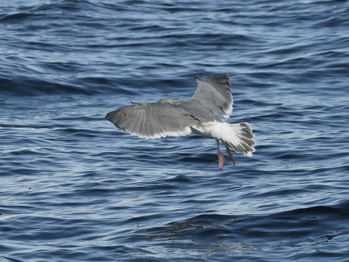 Western x Glaucous-winged Gull (hybrid) - ML642398549