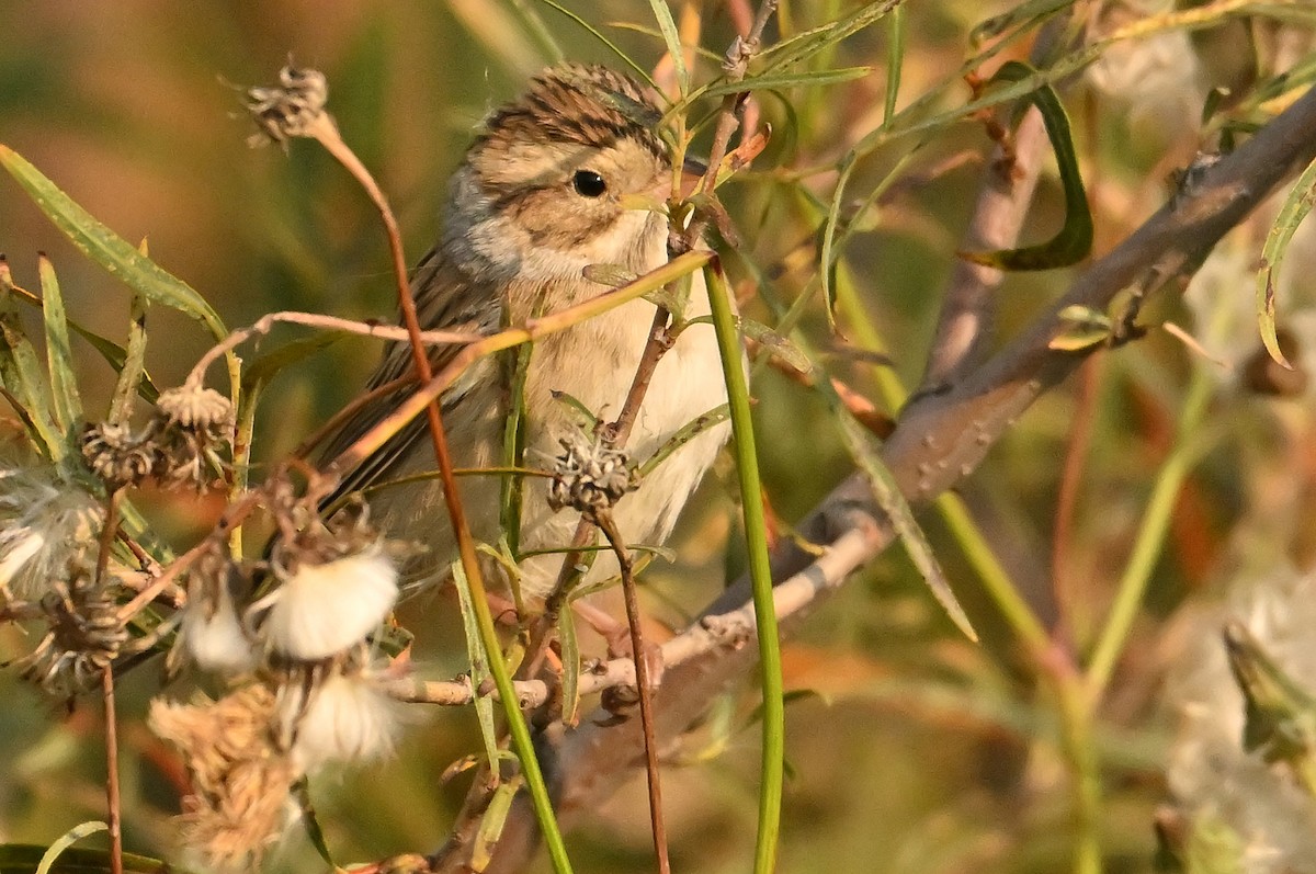 Clay-colored Sparrow - ML642398550