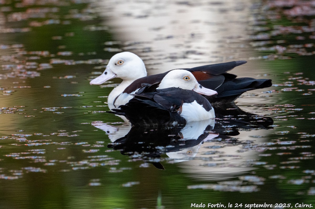 Radjah Shelduck - ML642398553