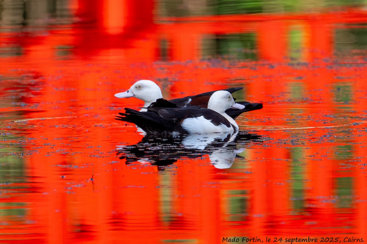 Radjah Shelduck - ML642398554