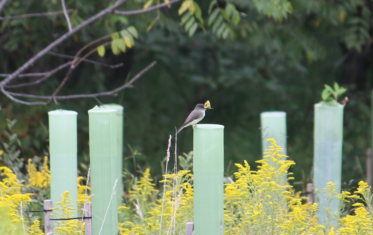 Eastern Phoebe - ML642398556