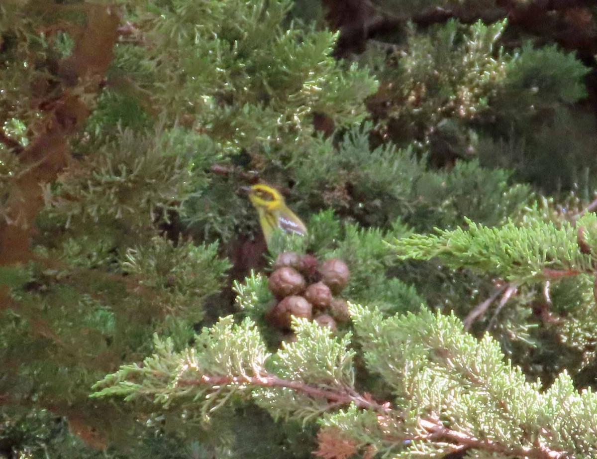 Townsend's Warbler - ML642398558