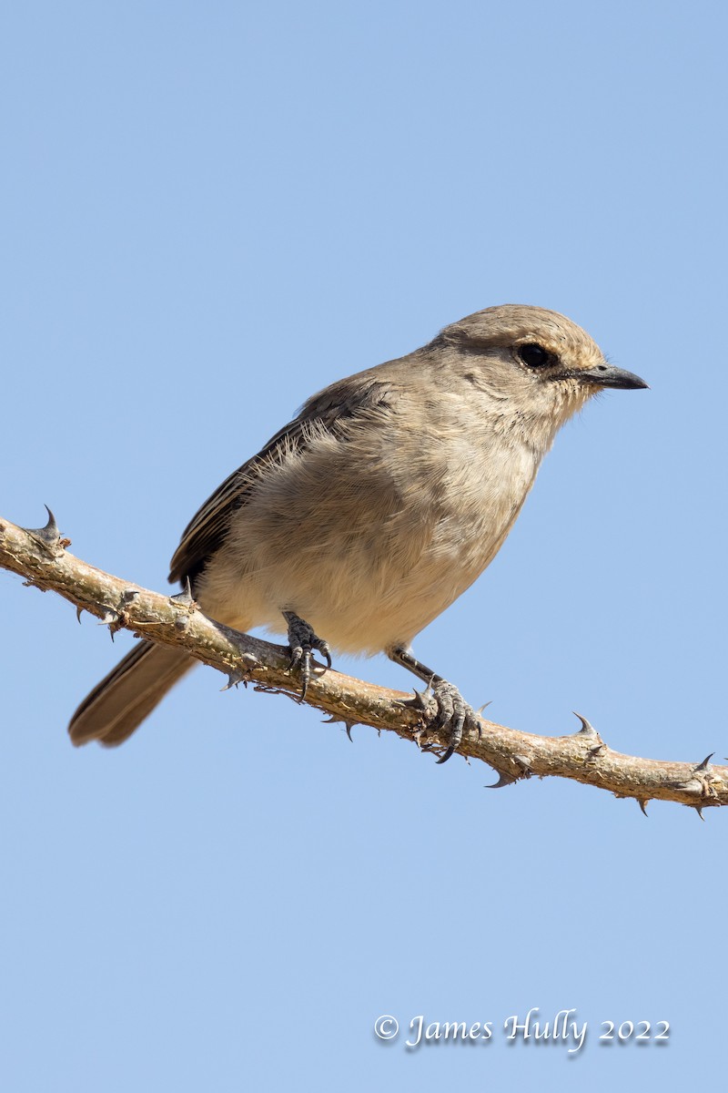 African Gray Flycatcher (Ethiopian) - ML642398559