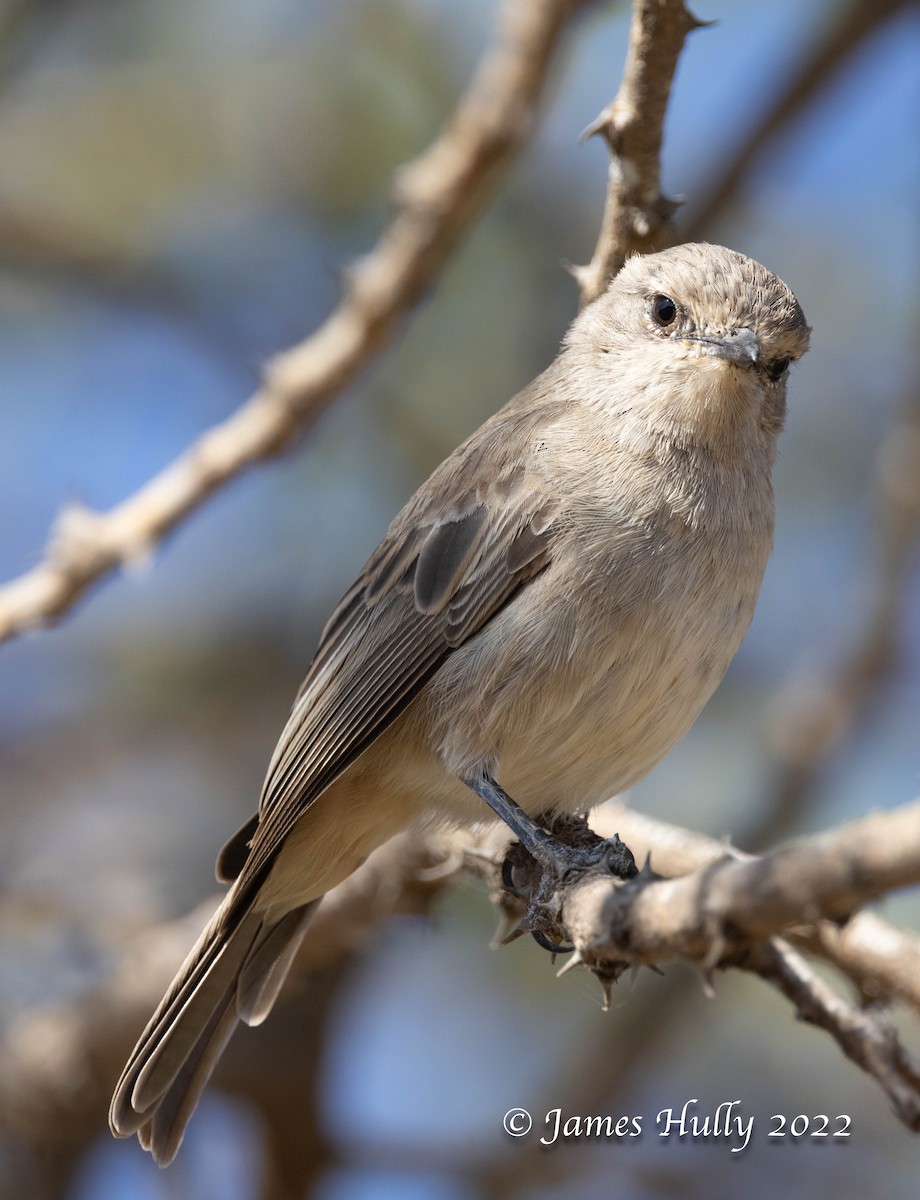 African Gray Flycatcher (Ethiopian) - ML642398560