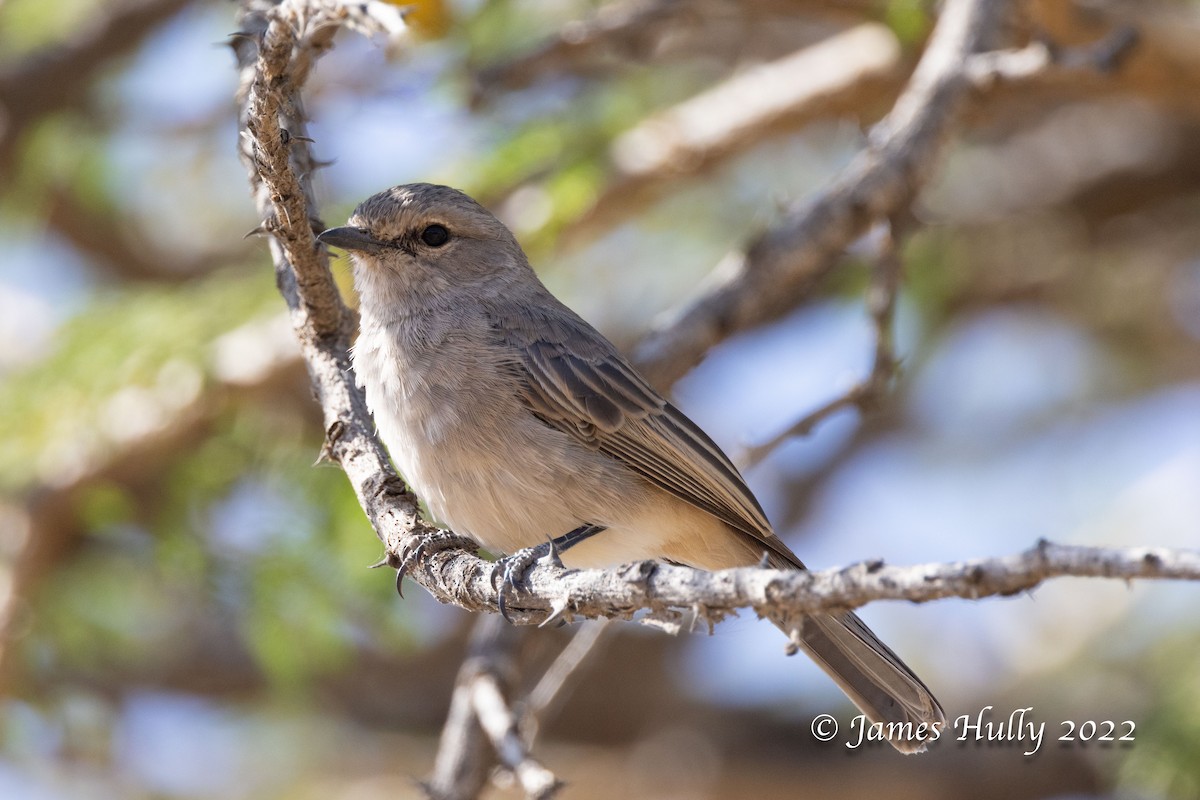 African Gray Flycatcher (Ethiopian) - ML642398562