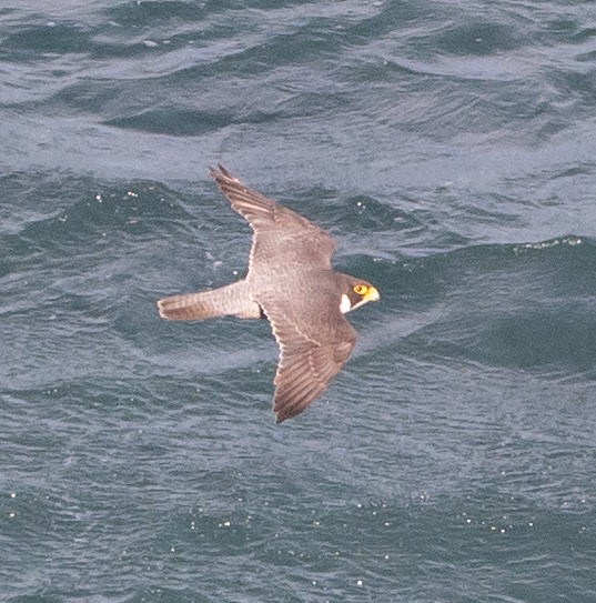 Falco pellegrino - ML642398574
