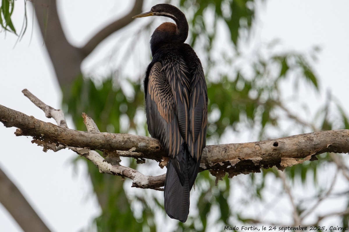 Australasian Darter - ML642398575