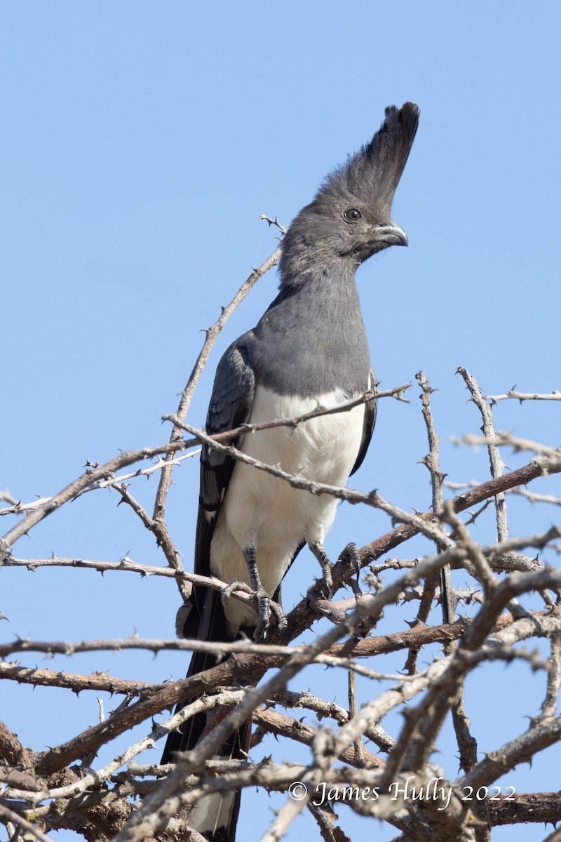 White-bellied Go-away-bird - ML642398578