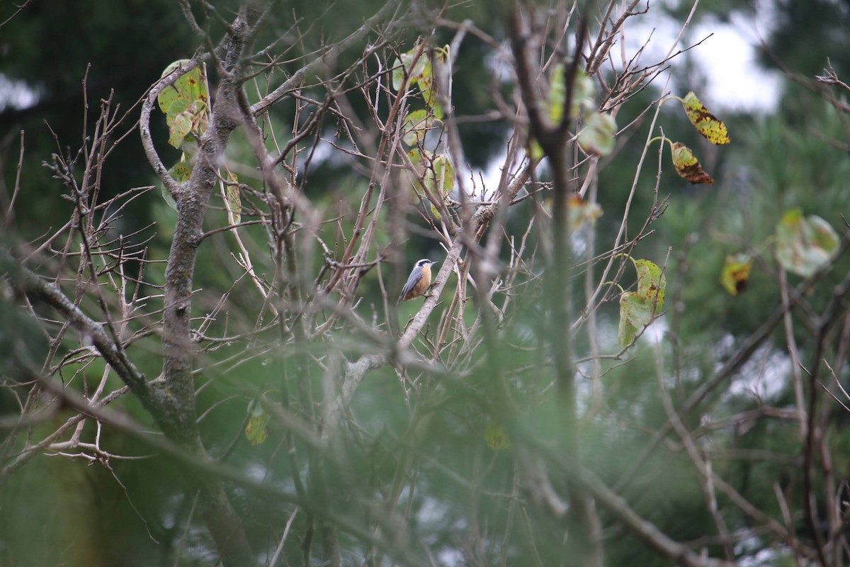 Red-breasted Nuthatch - ML642398582