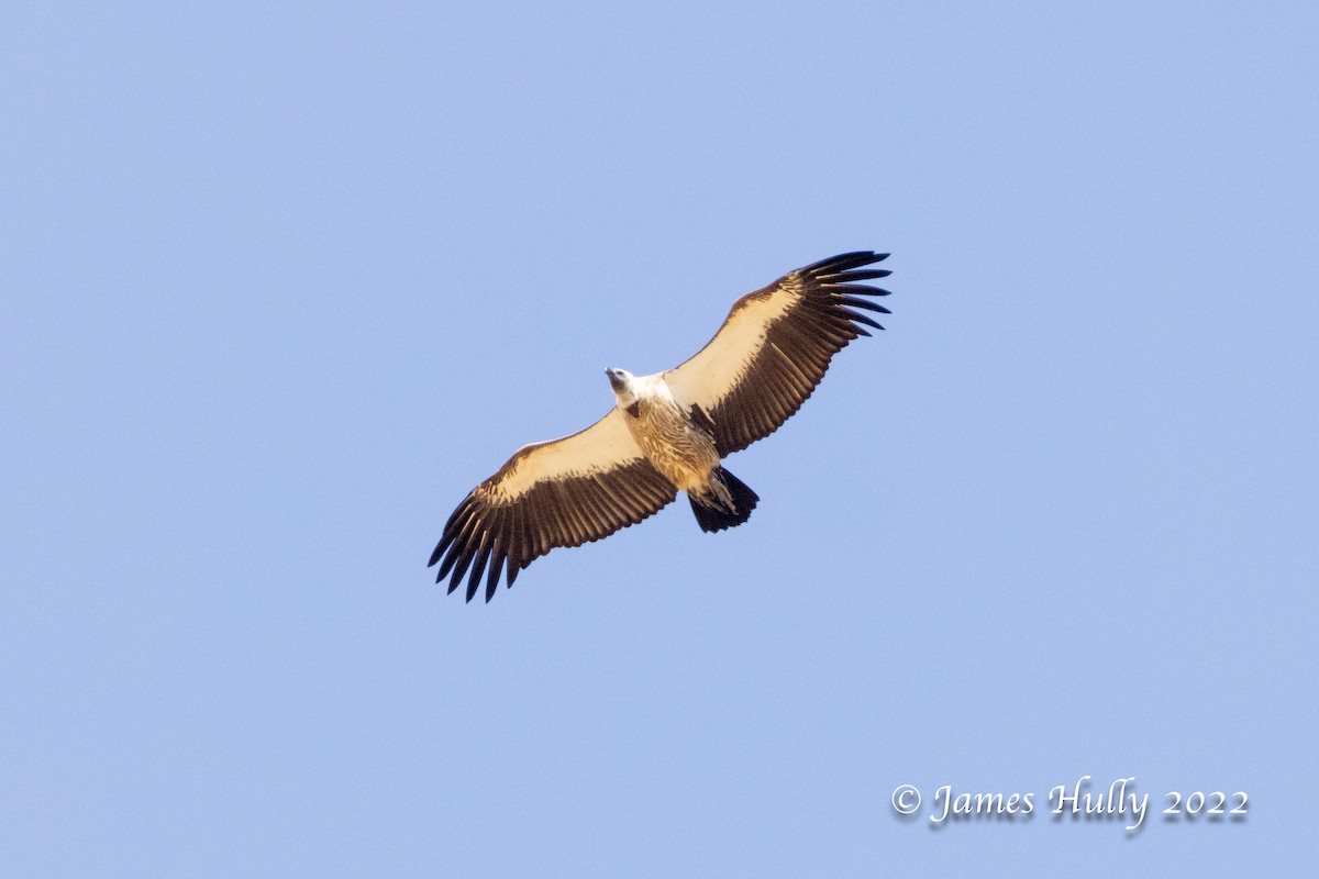 White-backed Vulture - ML642398583