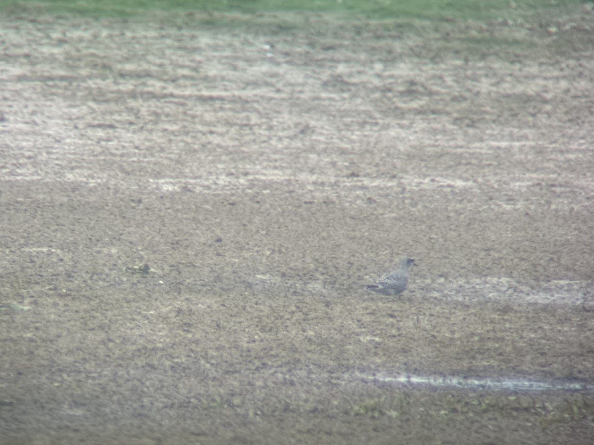 American Golden-Plover - ML642398614