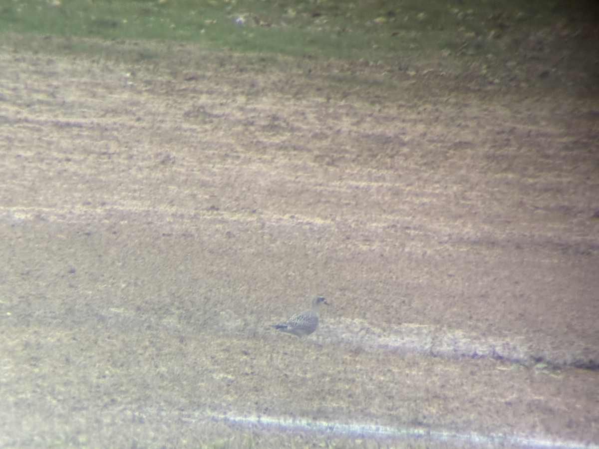 American Golden-Plover - ML642398615