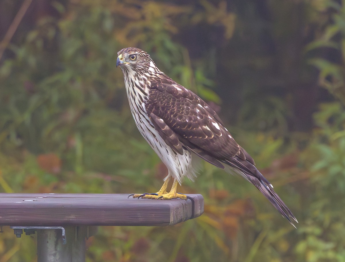 Cooper's Hawk - ML642398618
