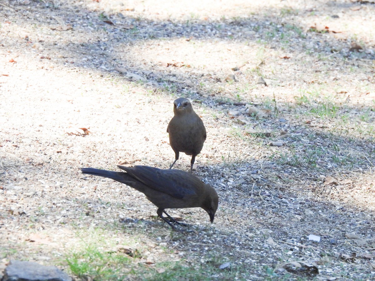Brewer's Blackbird - ML642398622