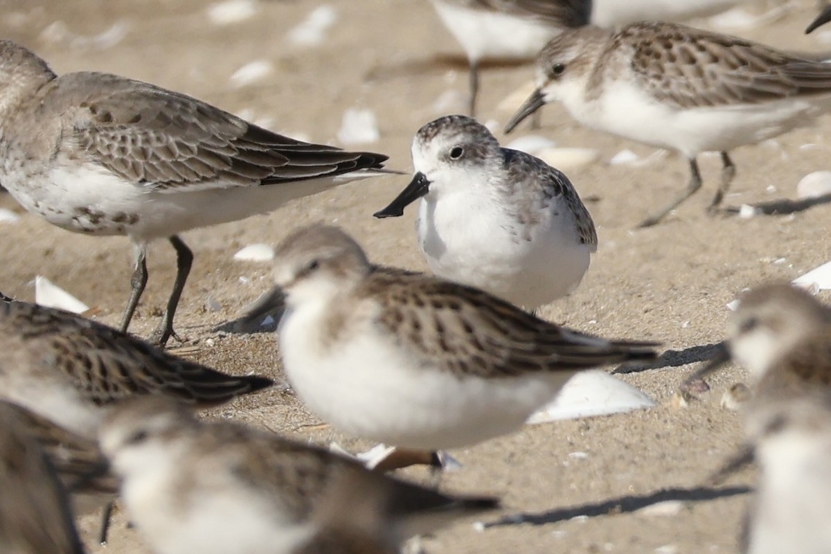 Spoon-billed Sandpiper - ML642398624