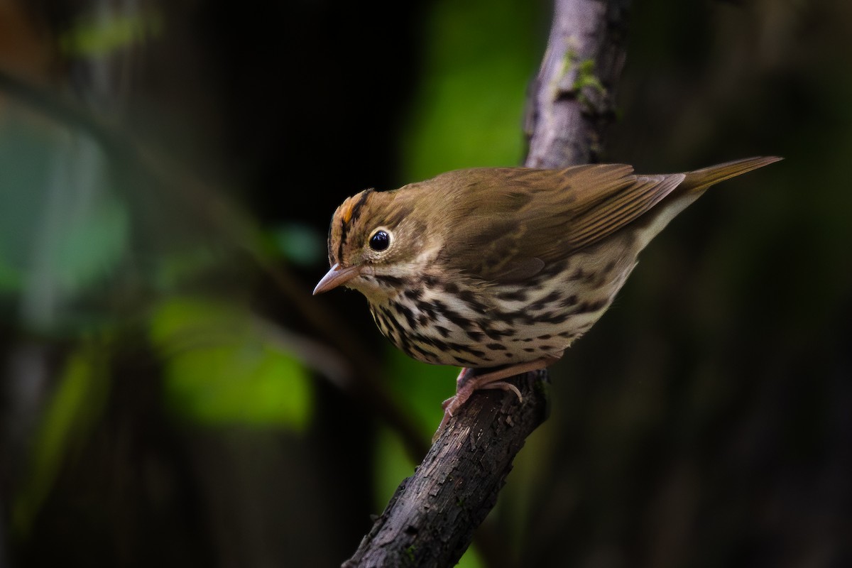 カマドムシクイ - ML642398635