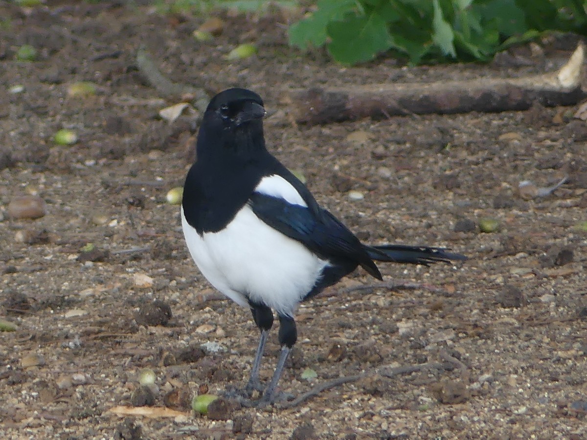 Eurasian Magpie - ML642398638