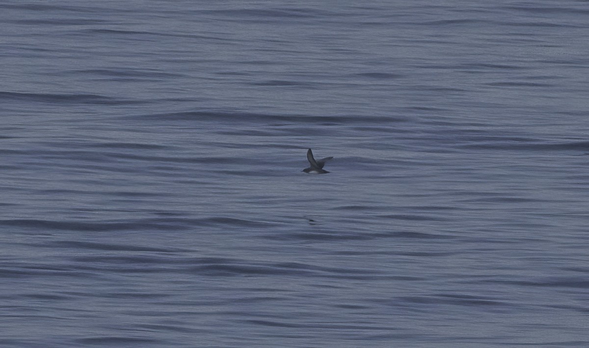 Balearic Shearwater - ML642398641