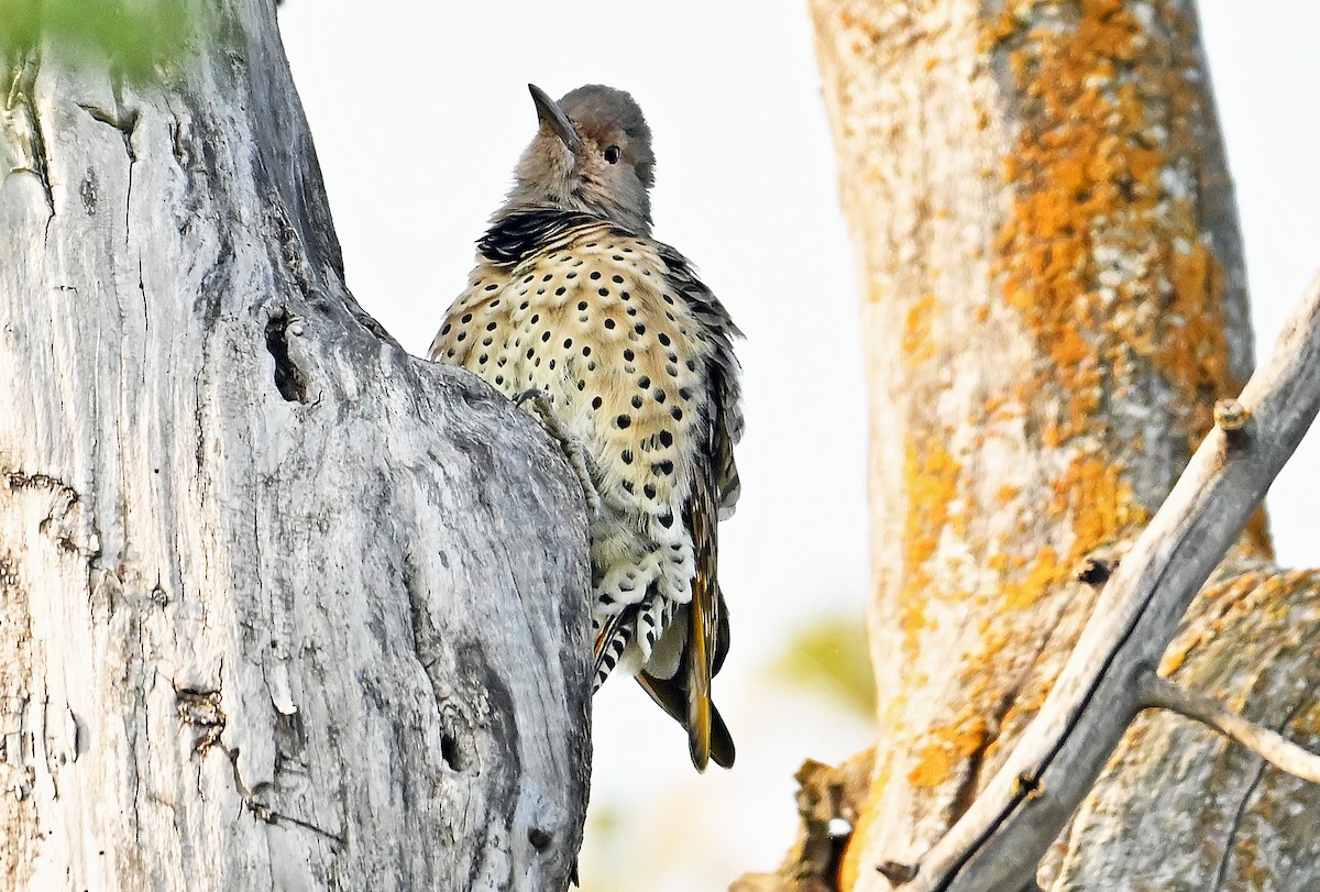 Northern Flicker (Yellow-shafted) - ML642398642