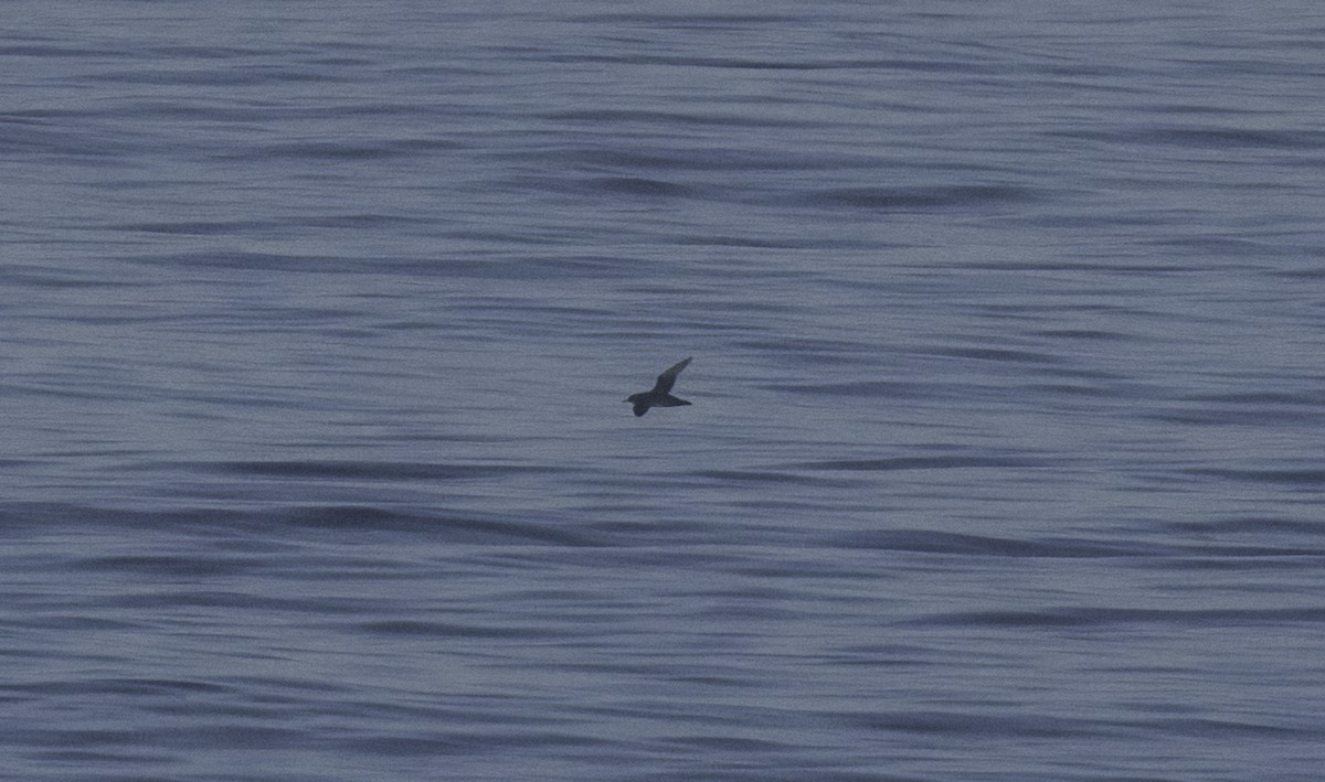 Balearic Shearwater - ML642398643